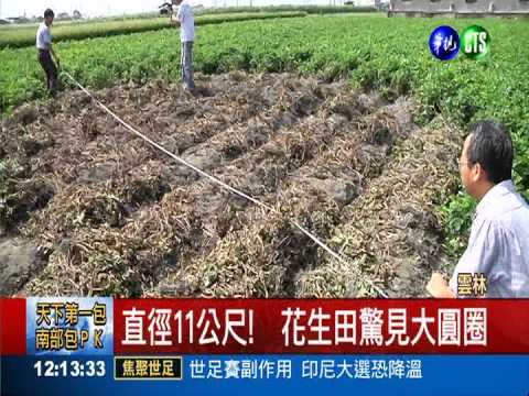 "都教授降臨" 花生田見神秘圓圈