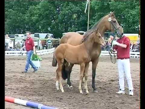 Stutfohlen von Connor - Cash and Carry - Feenspross xx - Silvester