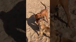 Video preview image #1 Rhodesian Ridgeback-Vizsla Mix Puppy For Sale in San Diego, CA, USA
