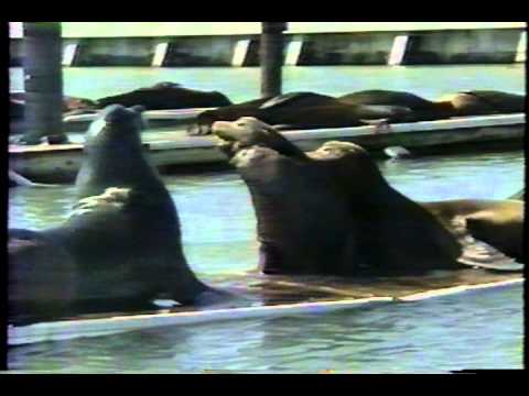 California Sea Lions at PIER 39 - PIER 39