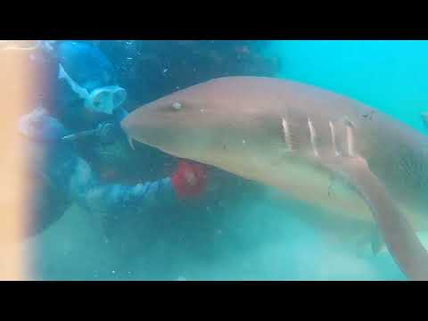 Scuba Diver Saves Shark During Shark Week