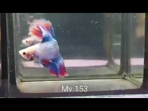 (MV-153) Grizzle Fancy Double Tail Halfmoon Male Betta