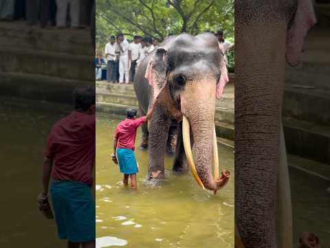 හපොයි 🫣 ලැජ්ජාවේ බෑ මාමේ 🥲 අර ළමයි හිනාවෙනවත් එක්ක 😒 | Sinha raja ✨ #elephant #shortvideo