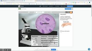 Cell Type Gizmos Overview