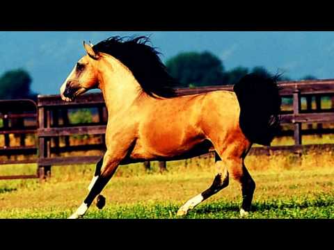 Dorug Dalym, Yat-Kha