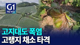 [G1뉴스] 고지대도 폭염 계속..고랭지 채소 타격