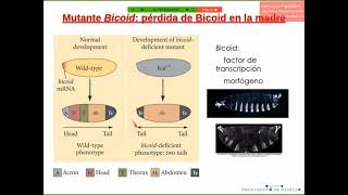 Bases genéticas del desarrollo 2 - Reproductor y desarrollo