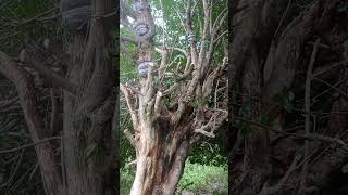 Download lagu grafting super large bonsai stem material mp3 Download lagu grafting super large bonsai stem material mp3
