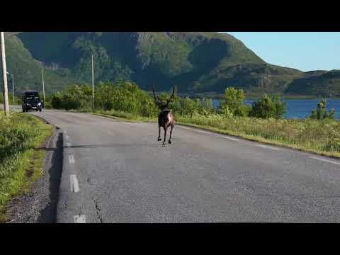 Arctic North Adventures: Your Exclusive VIP Journey in Northern Norway (Vesterålen & Lofoten)