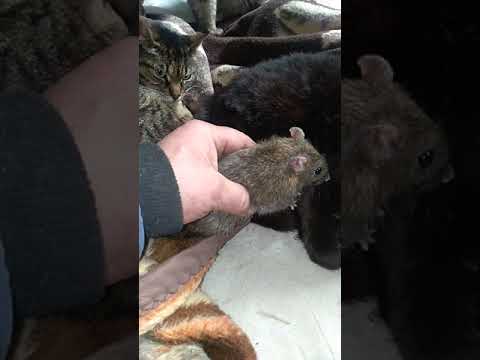 UWAGA. Szczur i 3 Koty. Ratujmy zwierzęta Janka zrzutka.pl