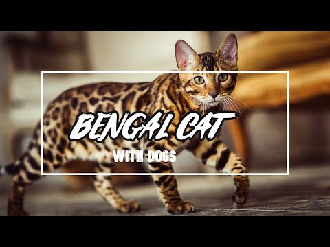 Find out how Bengal Cats reacts with dogs, you will be pleasantly surprised. #shorts