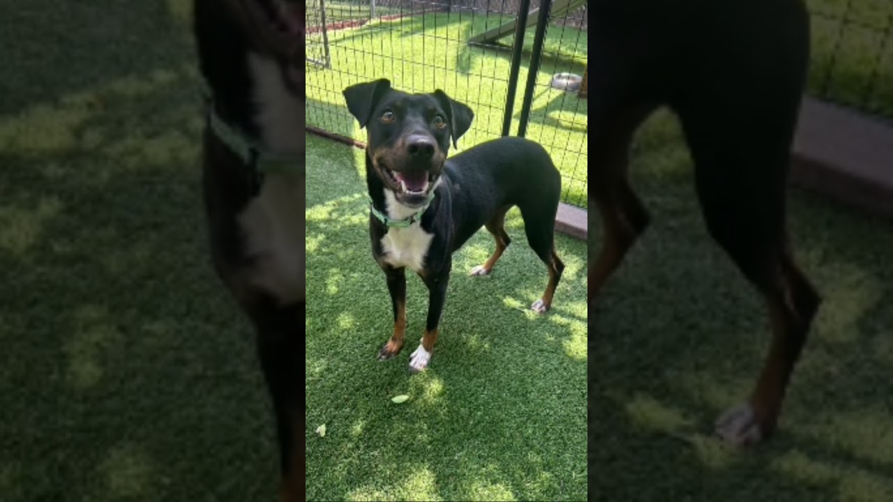 Avalon - 30lbs, an adopted mixed breed in Burbank, CA video 4/6