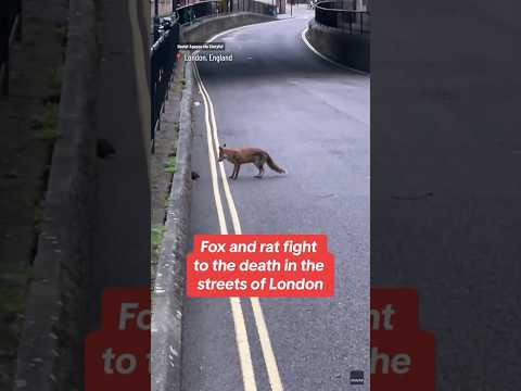 Fox and rat fight in the streets of London #shorts