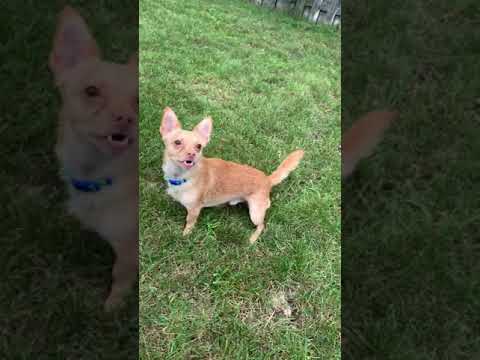 Falco, an adopted Chihuahua Mix in Palatine, IL_image-1