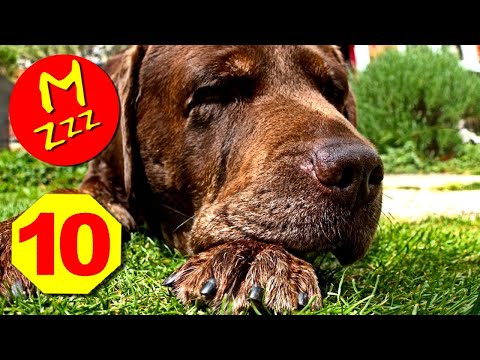 Dog Whistle to Stop Dogs Barking | Silent Dog Whistle