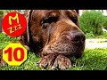 Dog Whistle To Stop Dogs Barking Silent Dog Whistle