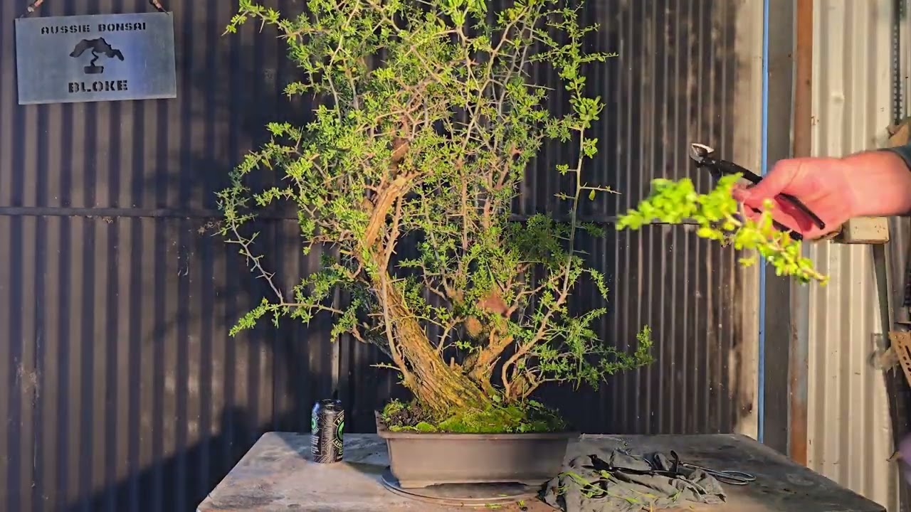Australia's Most hated Weed as Bonsai