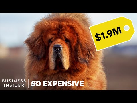 Why Pedigree Dogs Are So Expensive | So Expensive Video