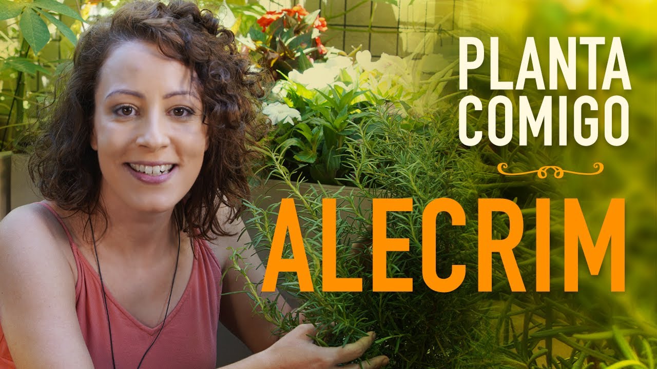 ALECRIM: Dicas de OURO pra cultivar