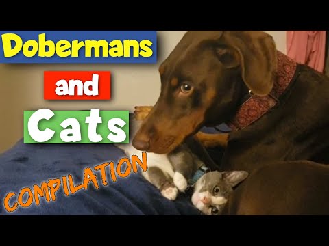 Doberman Pinschers with Cats Compilation: Cute and Funny Clips