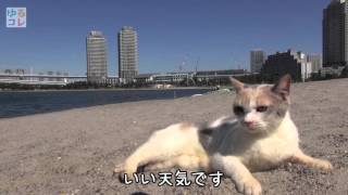 【ゆるコレ】「あまちゃん」「ヨルタモリ」で大人気猫・ドロップが海辺でまったり