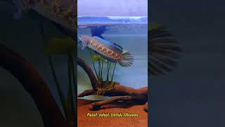 Download lagu Evil Love Spell for Channa Auranti #shorts #shorts #short #shortsvideo mp3