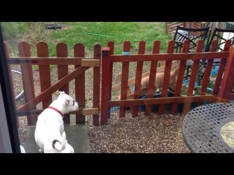 Brave and Fearless Staffie