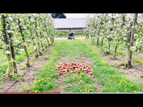 জার্মানিতে বাগানে আপেল পরে আছে নেবার কোনো মানুষ নাই ! Apple Garden in Germany ! Fardina Youtuber