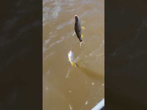 pescando no rio Paraná região de Altônia