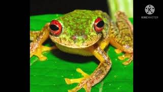 Download lagu RINGTONE SUARA KODOK #Shorts mp3 Download lagu RINGTONE SUARA KODOK #Shorts mp3