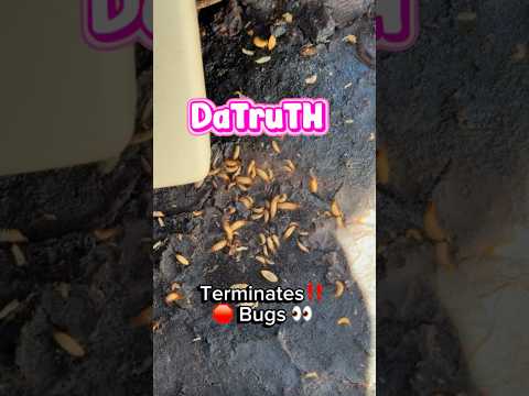 I used DaTruTH to kLeaN and Defeat them Bugs