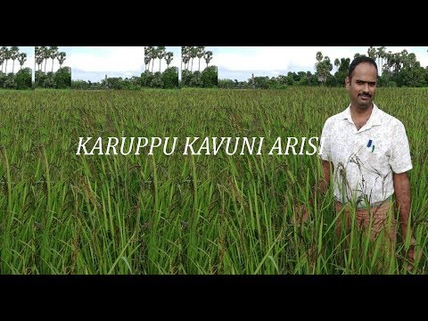 download lagu mp3 mp4 Karuppu Kavuni Rice Online, download lagu Karuppu Kavuni Rice Online gratis, unduh video klip Karuppu Kavuni Rice Online