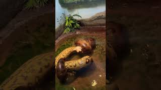 Python eating rabbit #bronxzoo #newyork