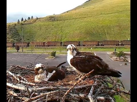 Hellgate ospreys 5 24 17 624pm Louis flys in with big stick 734pm a snack for Iris