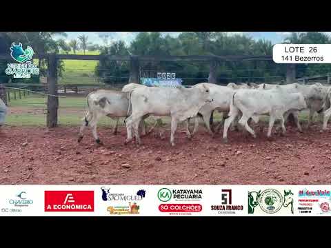 Lote 26 - 141 bezerros  - São Miguel do Araguaia-Goiás 