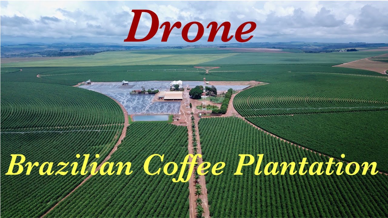 Brazilian Coffee Plantation Drone Flight