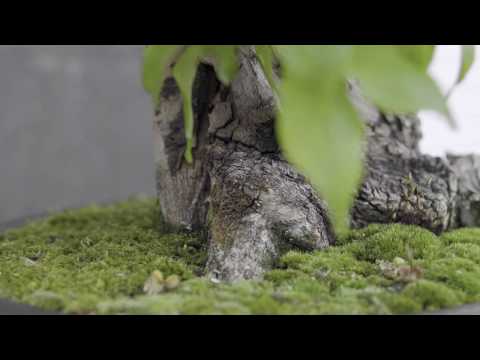 Part 2: BonsaiKunst Hamburg 2020 Online-Ausstellung