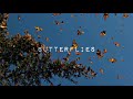 Butterflies - Kolohe Kai (Lyrics)