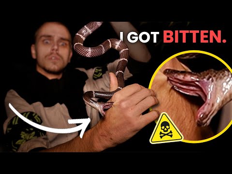 Ich wurde gebissen... (Schlangenbiss auf Kamera festgehalten)