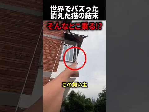 消えた猫の結末が予想外すぎた！