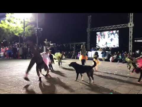 Firulais la hizo de nuevo...