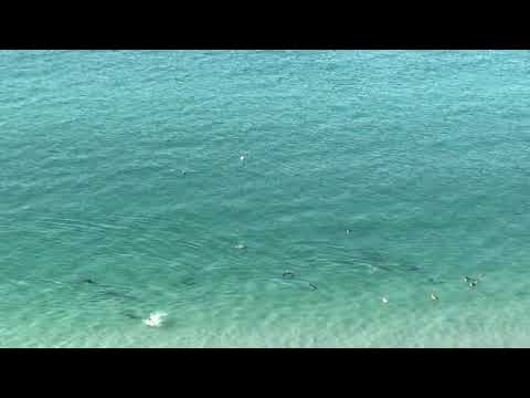 Dr Sharnael frequency and dolphins FREQUENCY TELEPATHY