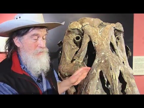 Explore the Morrison Natural History Museum