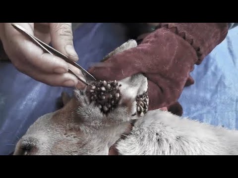 Save Dog From Many Ticks, Removing Ticks From Pet In Countryside EP 57, Ticks