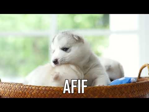 JOYEUX ANNIVERSAIRE AFIF