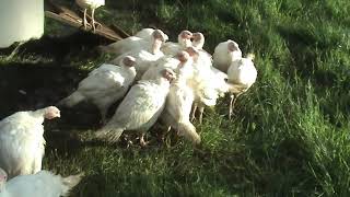 Guard Goose Gustav with our Pasture Turkeys