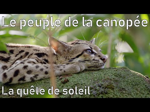 Le peuple de la canopée 1⁄2 - La quête de soleil