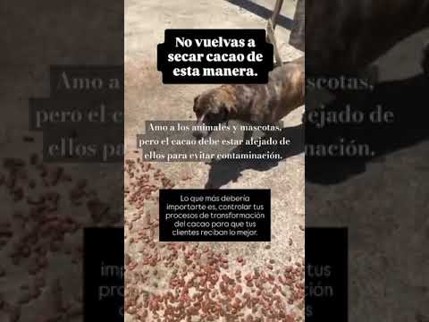 Cursos en linea #cacao #chocolate #beantobar #cursosenlinea