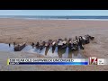 Pieces Of 100 Year Old Shipwreck Uncovered In Surf City