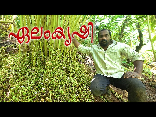  കിരണിന്റെ ഏലം കൃഷി | Kiran's Cardamom farming